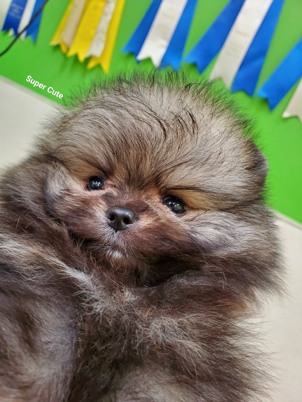 超可愛名犬社／超可愛的奶油色博美