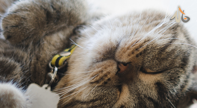 【小白推薦】喵舒時刻 貓薄荷試用報告