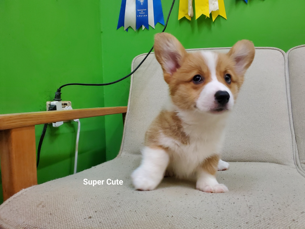 超可愛名犬社／超可愛的雙色柯基