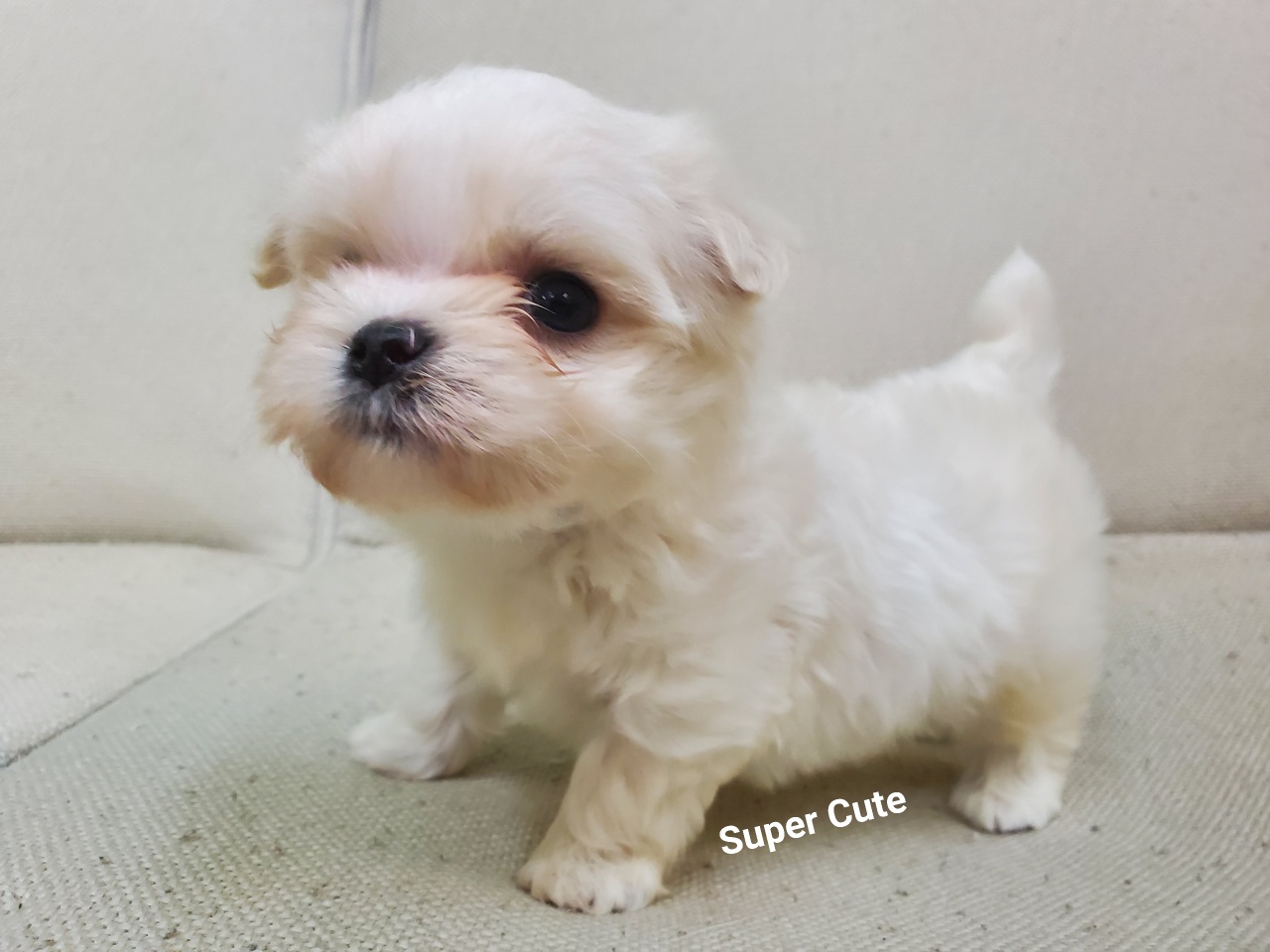 超可愛名犬社／超可愛的瑪爾濟斯