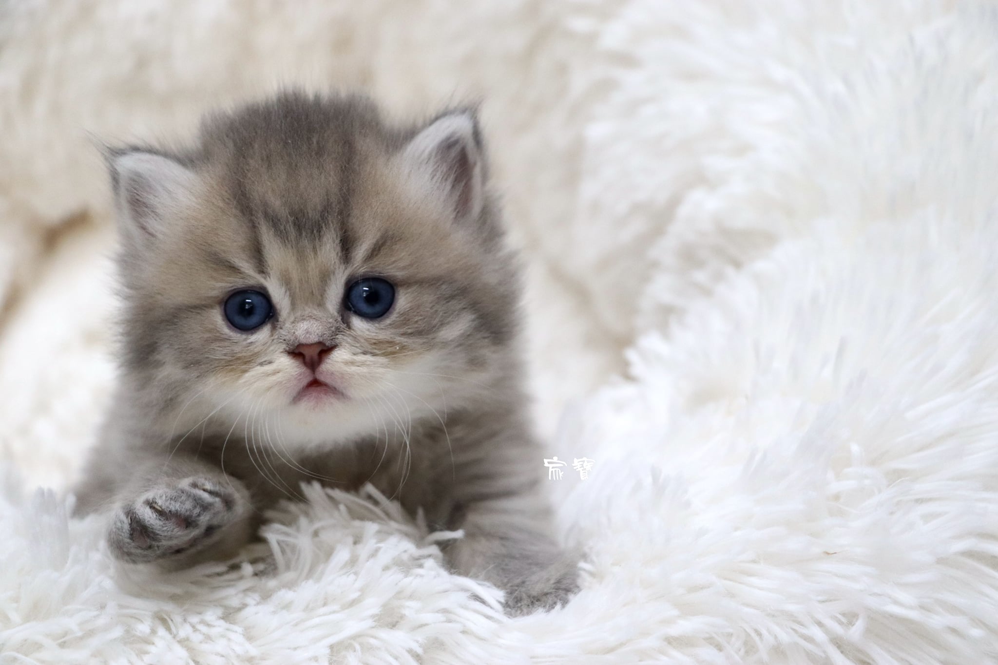 家寶寵物／藍金英國長毛貓 男生