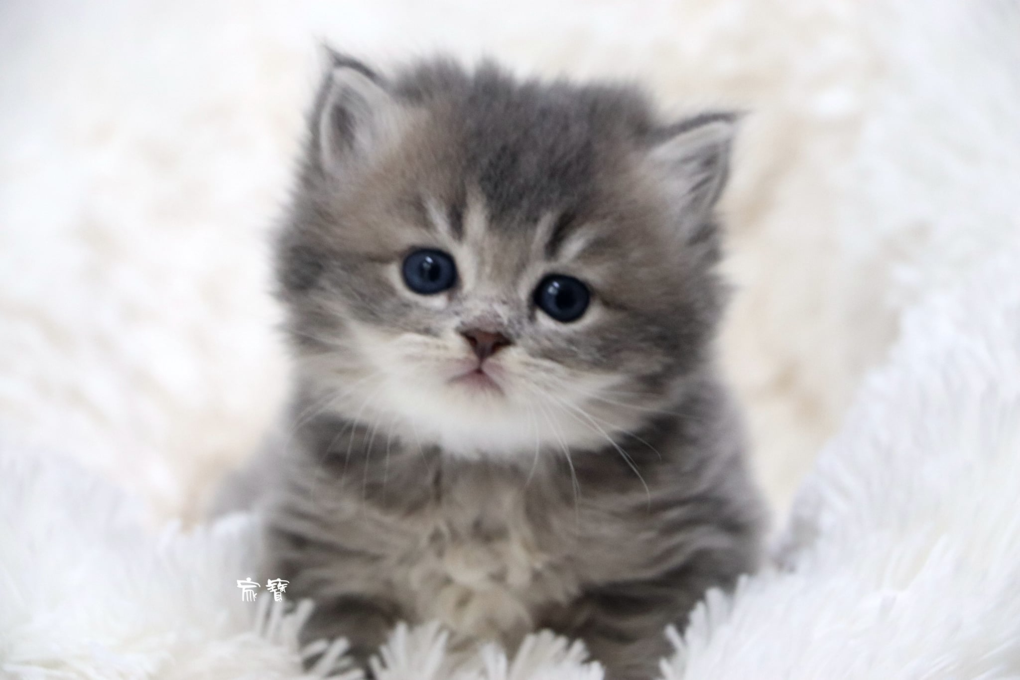 家寶寵物／藍金英國長毛貓 男生