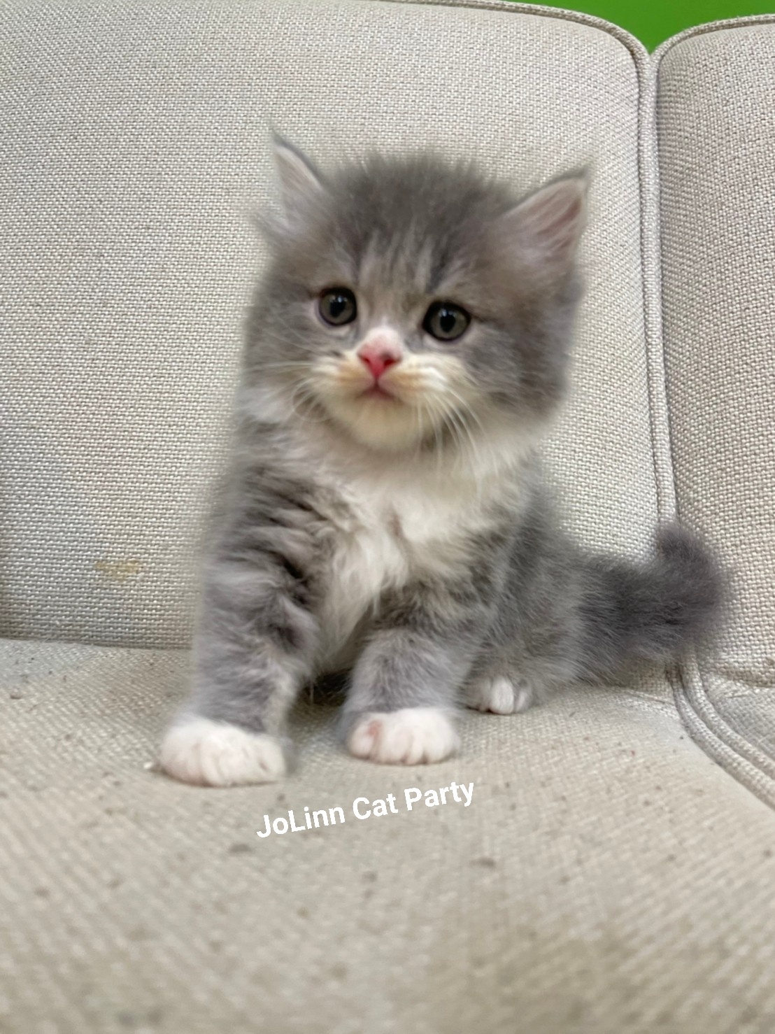 貓咪派對／藍奶油加白英國長毛貓