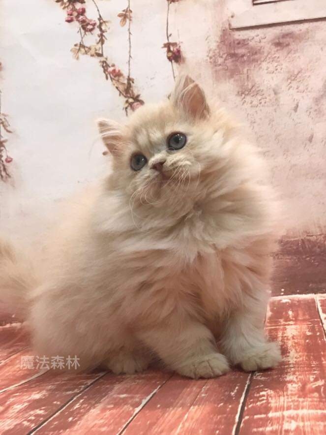 魔法森林／奶油英國長毛貓 長腿妹妹