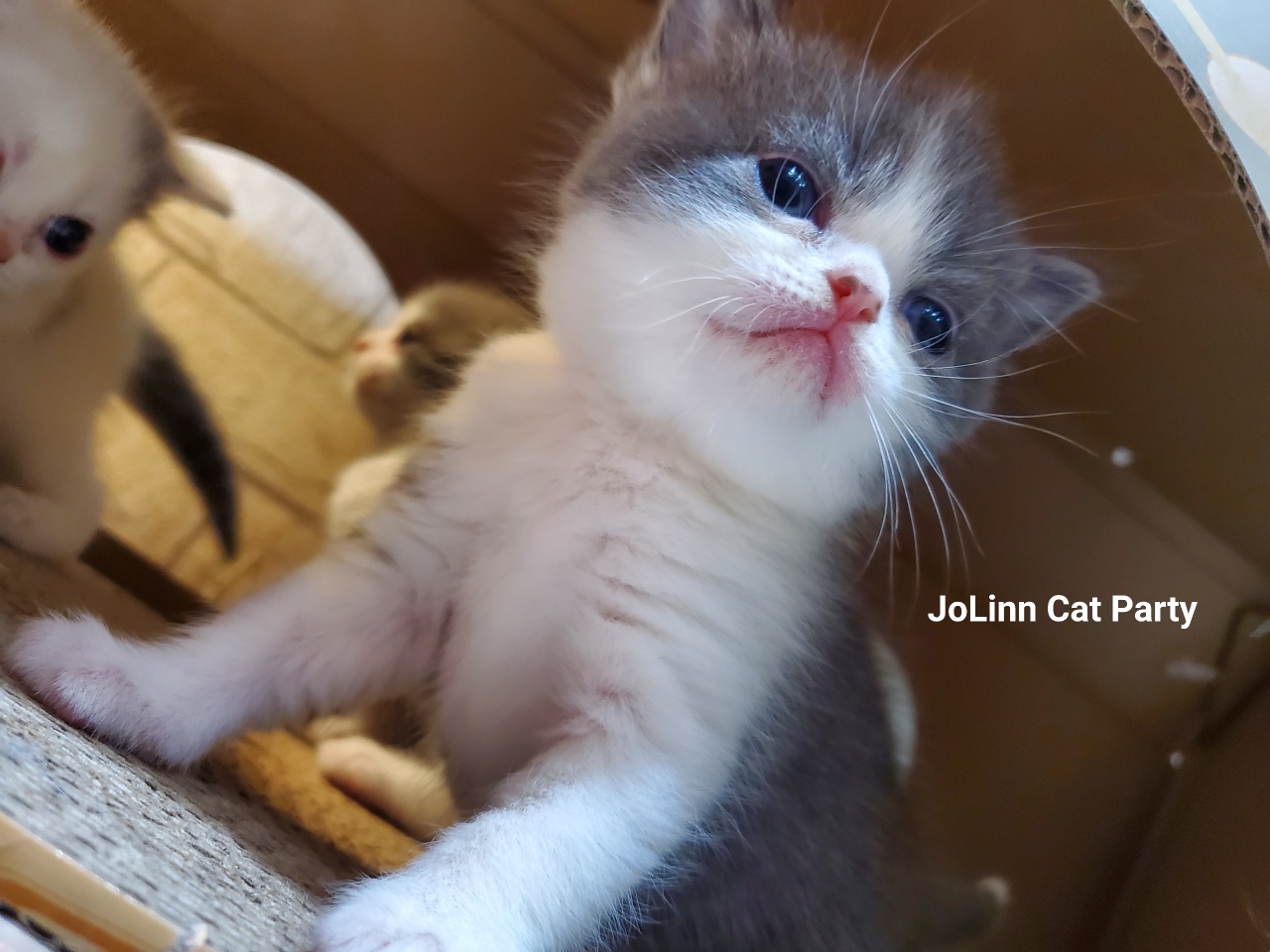 貓咪派對／藍白賓士英國短毛貓