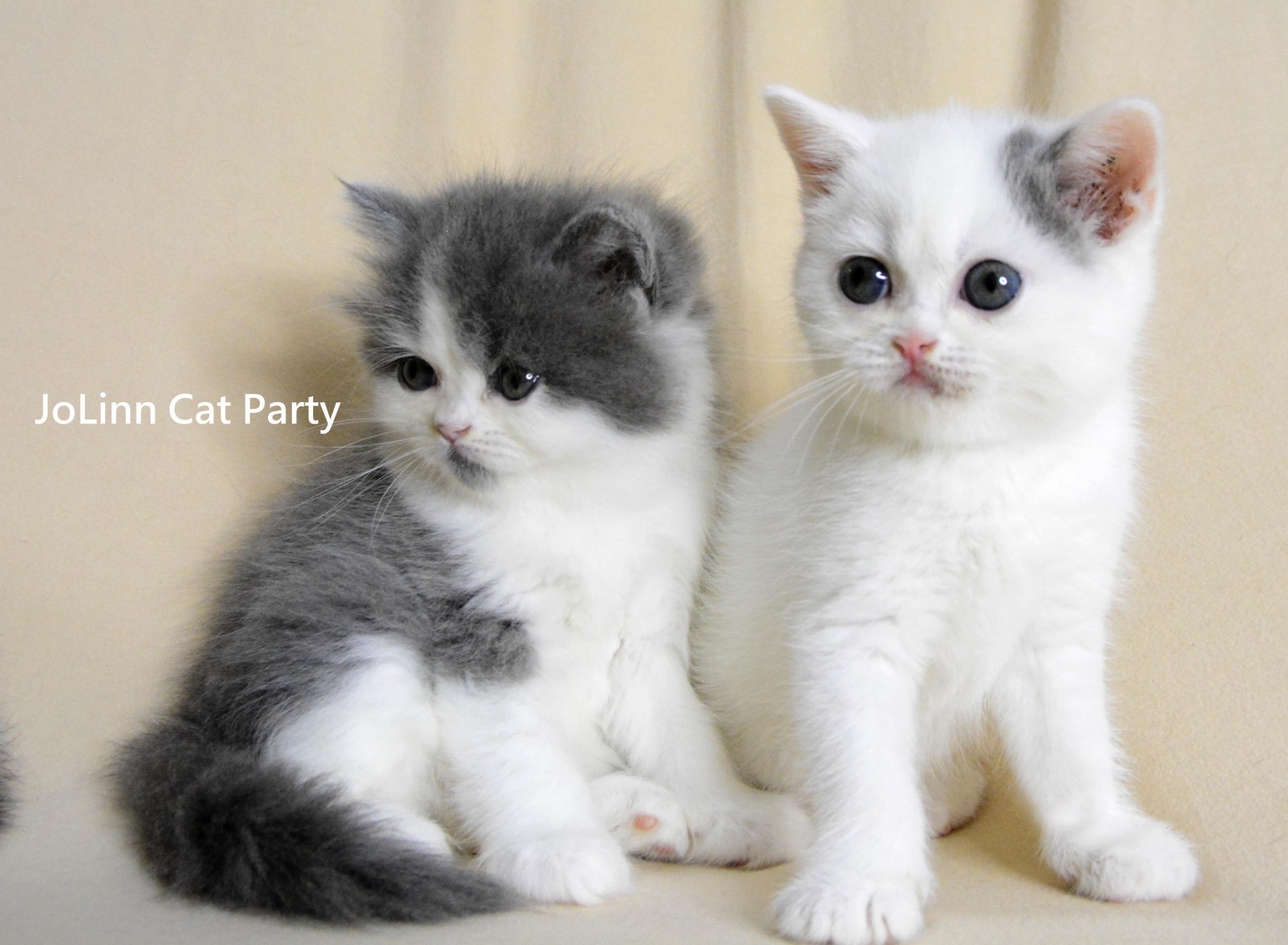 貓咪派對／藍白英短 英國長毛貓