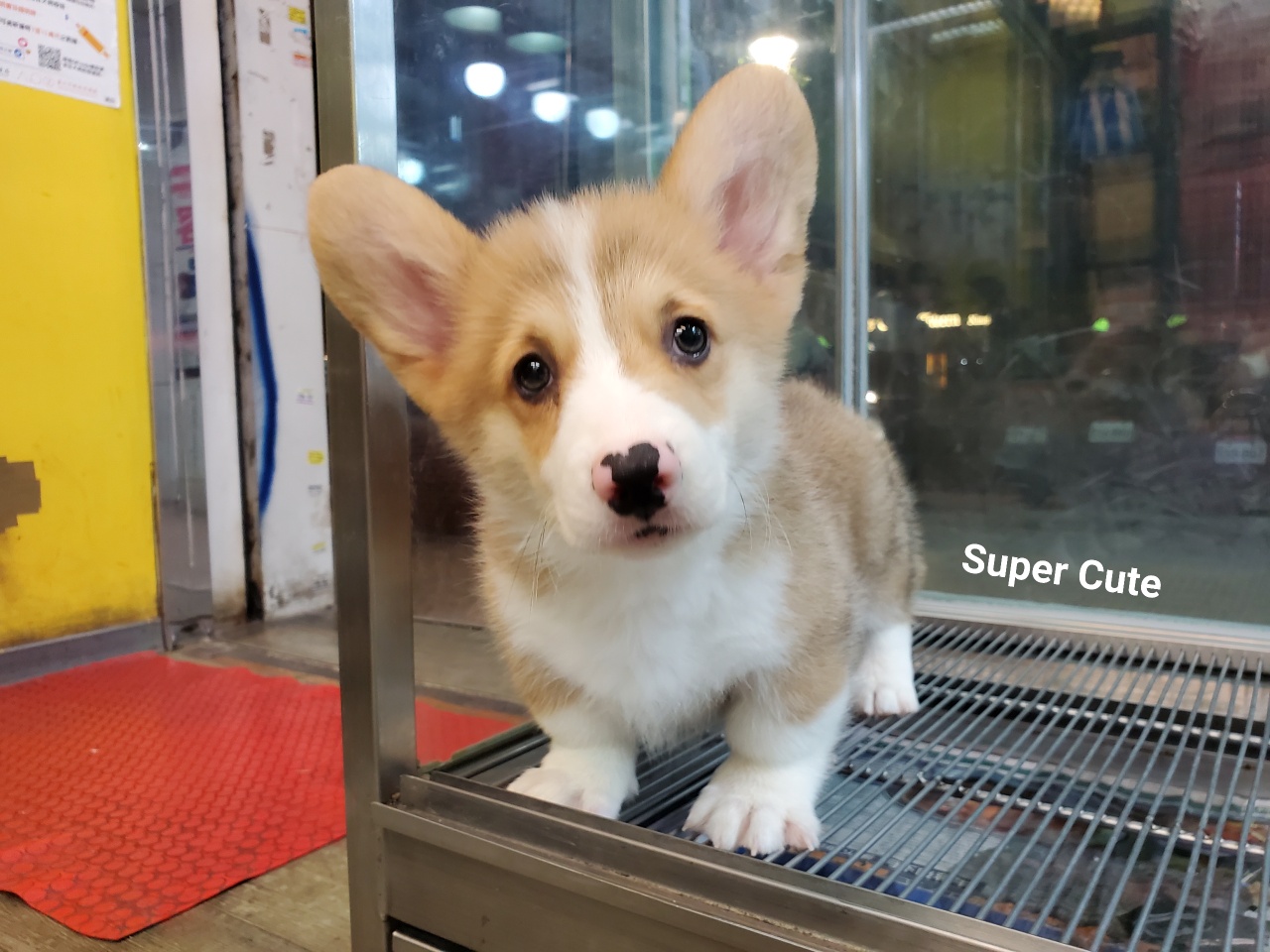 超可愛名犬社／超可愛的雙色柯基