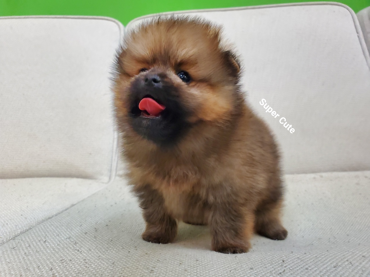 超可愛名犬社／超可愛的紅博美