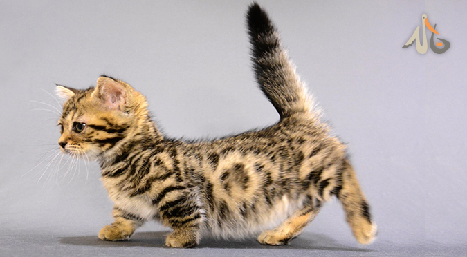 【品種介紹】短腿豹貓反差萌