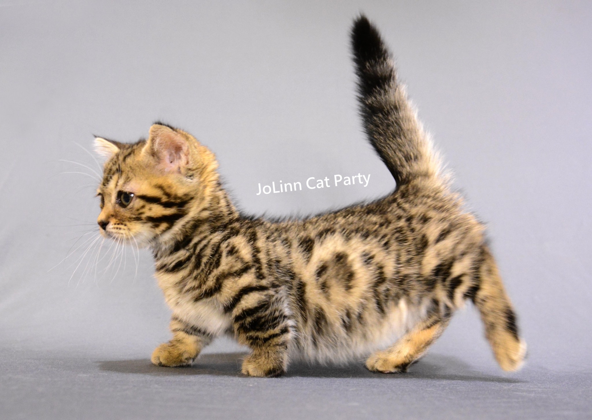 貓咪派對／豹紋曼赤肯 短腿豹貓