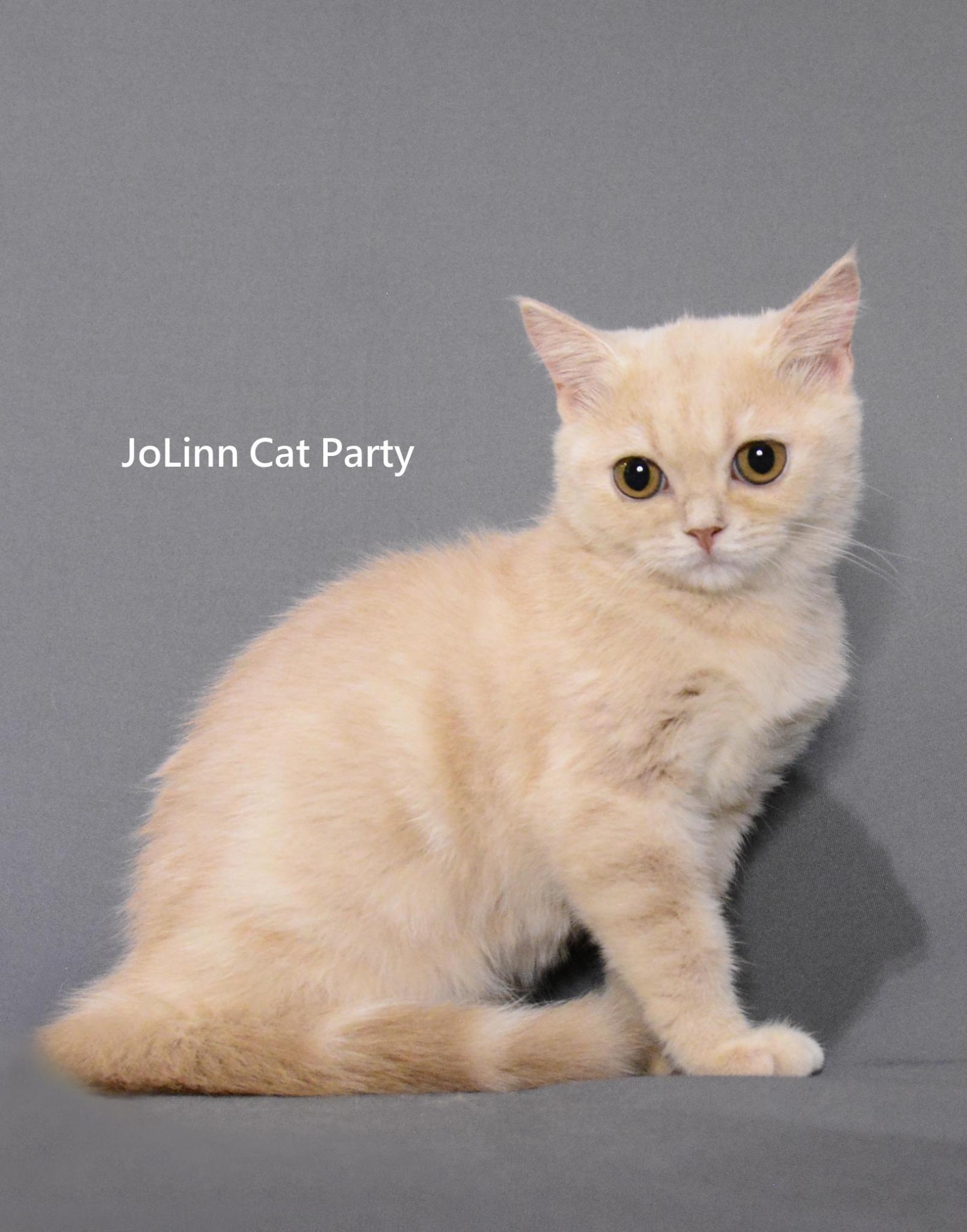 貓咪派對／奶油英短女生