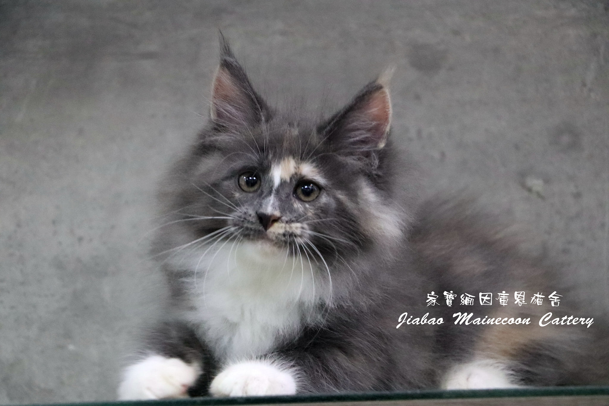 家寶寵物／藍三花 緬因貓