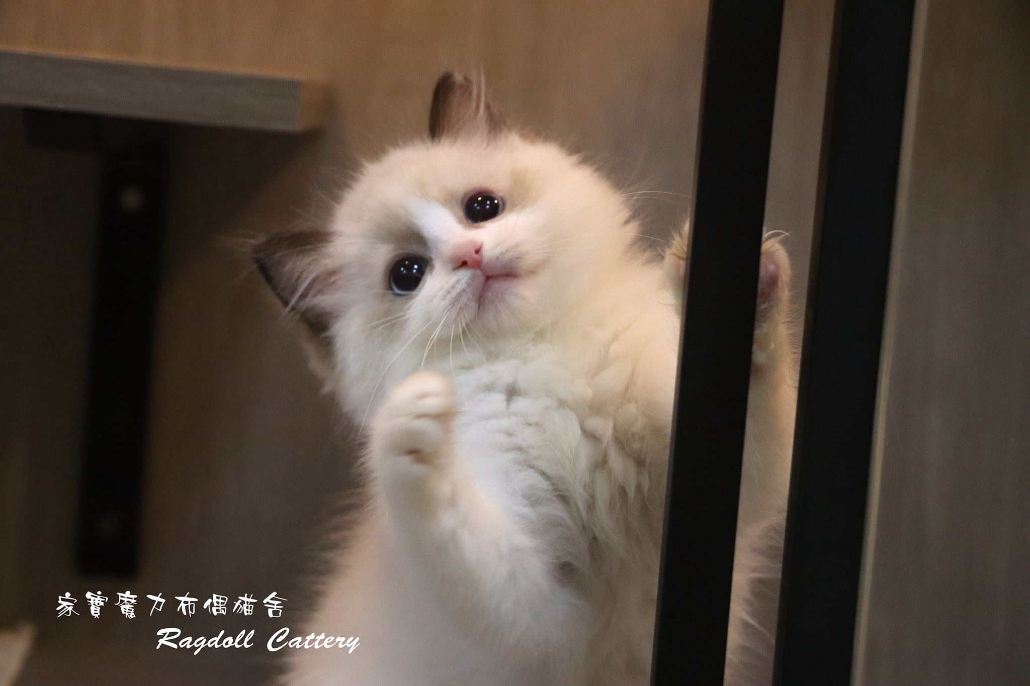 家寶寵物／海豹雙色布偶