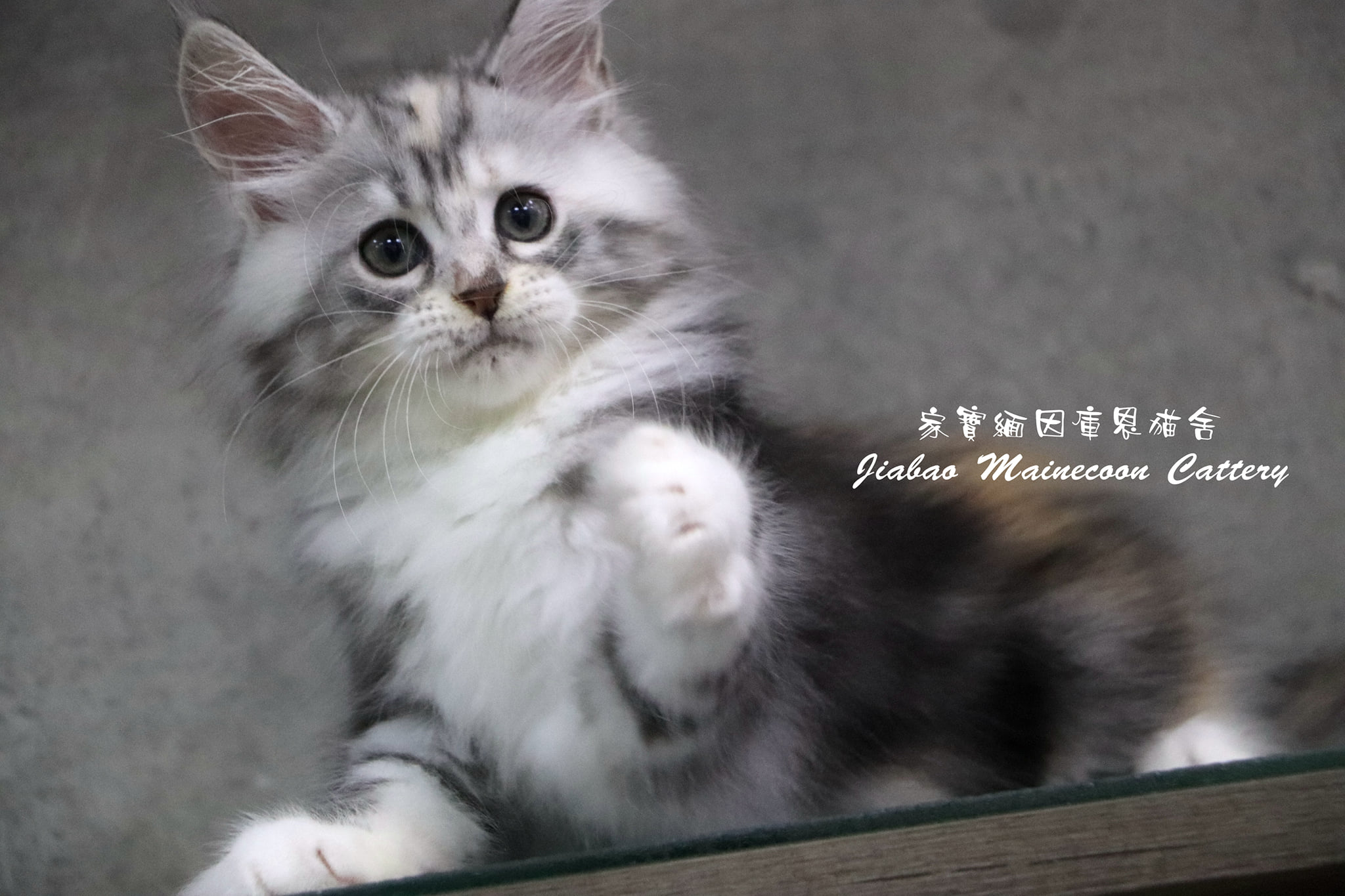 家寶寵物／銀虎斑三花 緬因貓