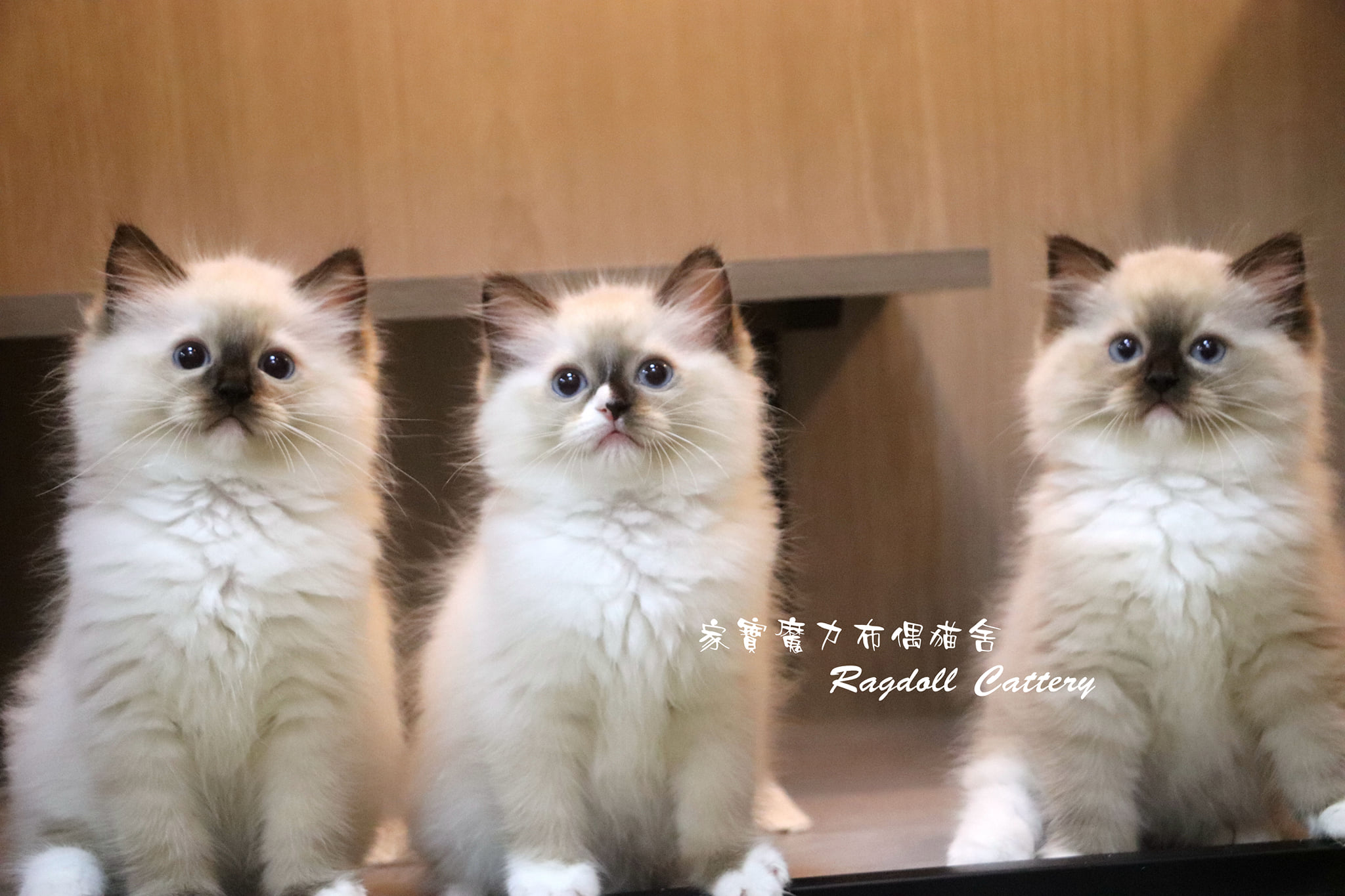 家寶寵物／海豹手套布偶