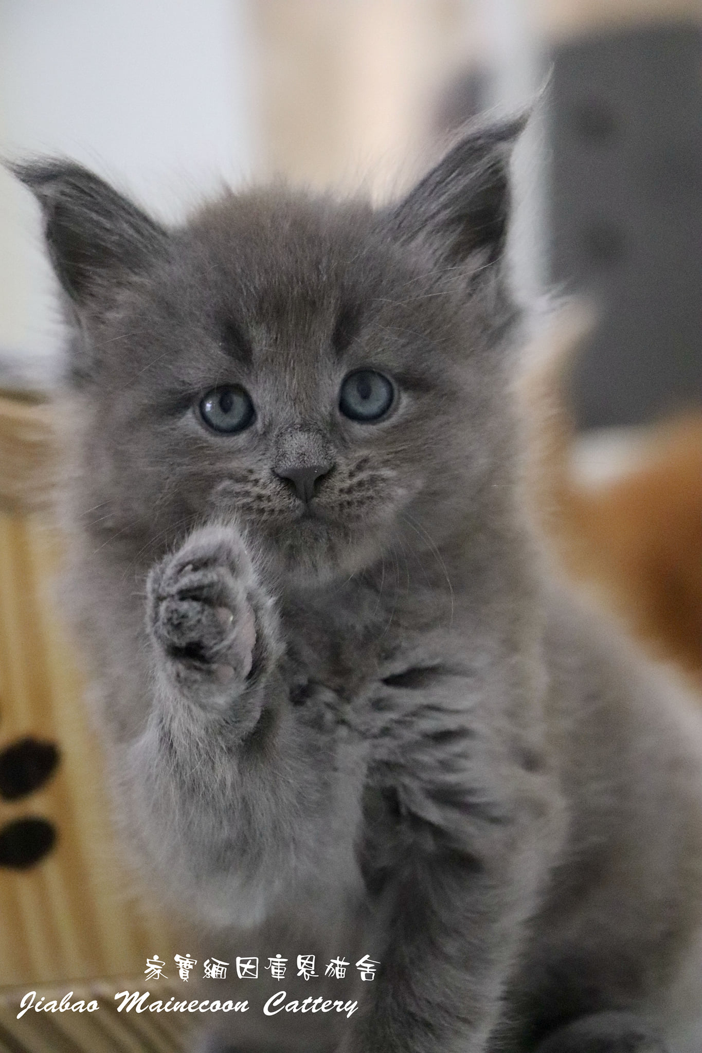 家寶寵物／藍色緬因 男生