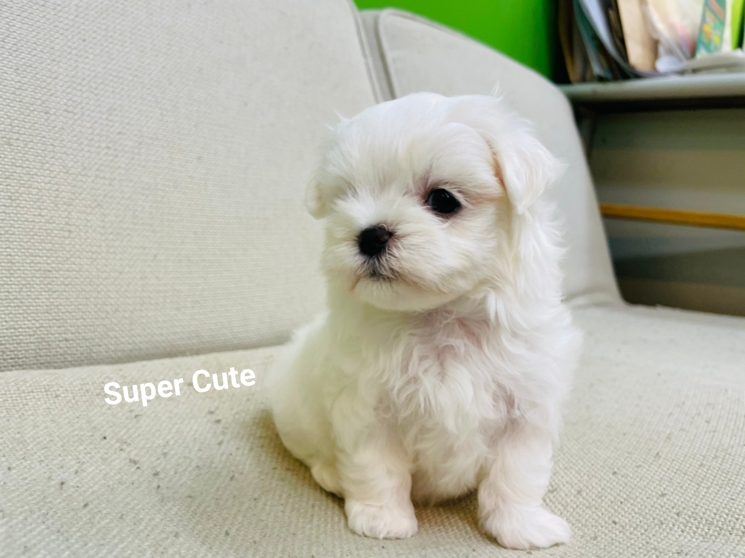 超可愛名犬社／超可愛的瑪爾濟斯