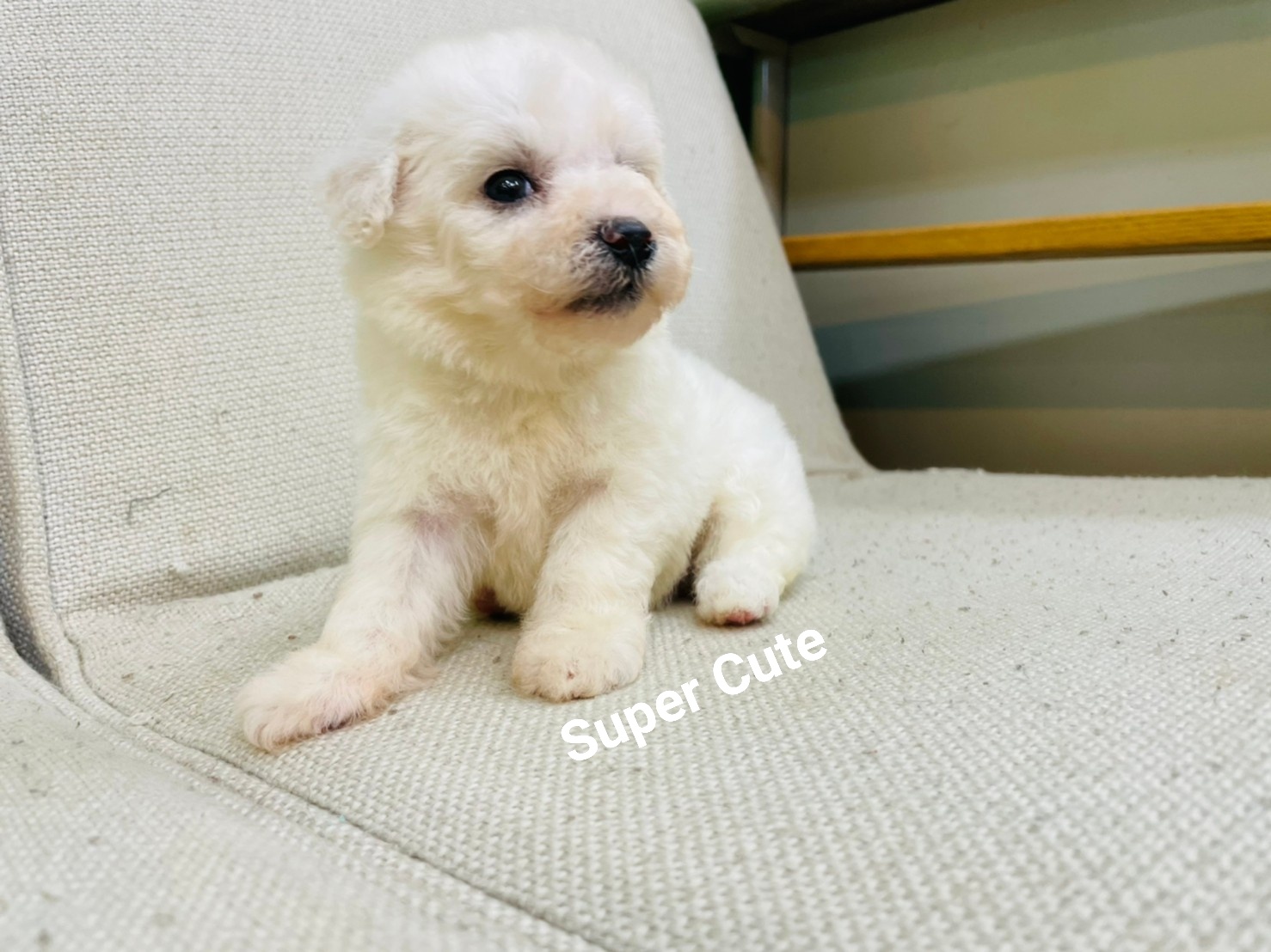 超可愛名犬社／超可愛的小比熊