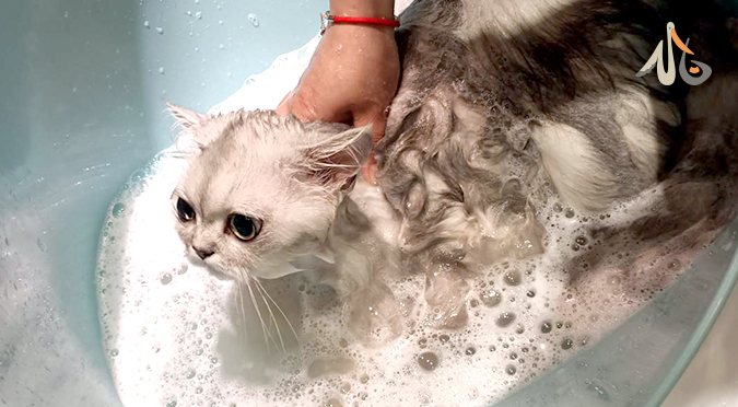 【小白知識】貓咪真的需要洗澡嗎?／小苗老師