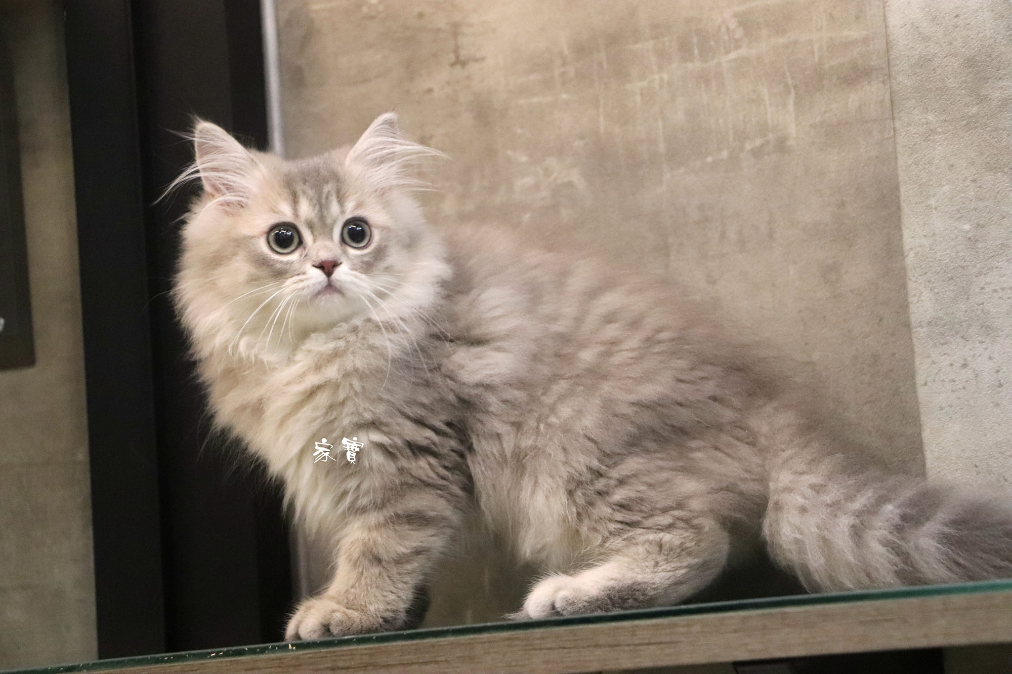 家寶寵物／藍金英國長毛貓 男生