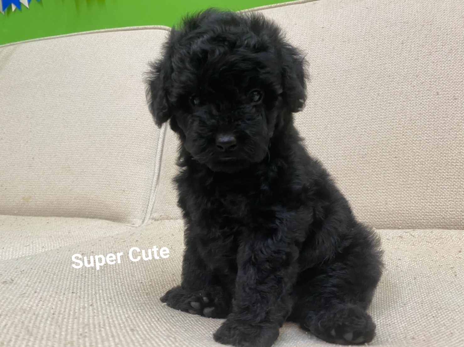 超可愛名犬社／超可愛的黑貴賓