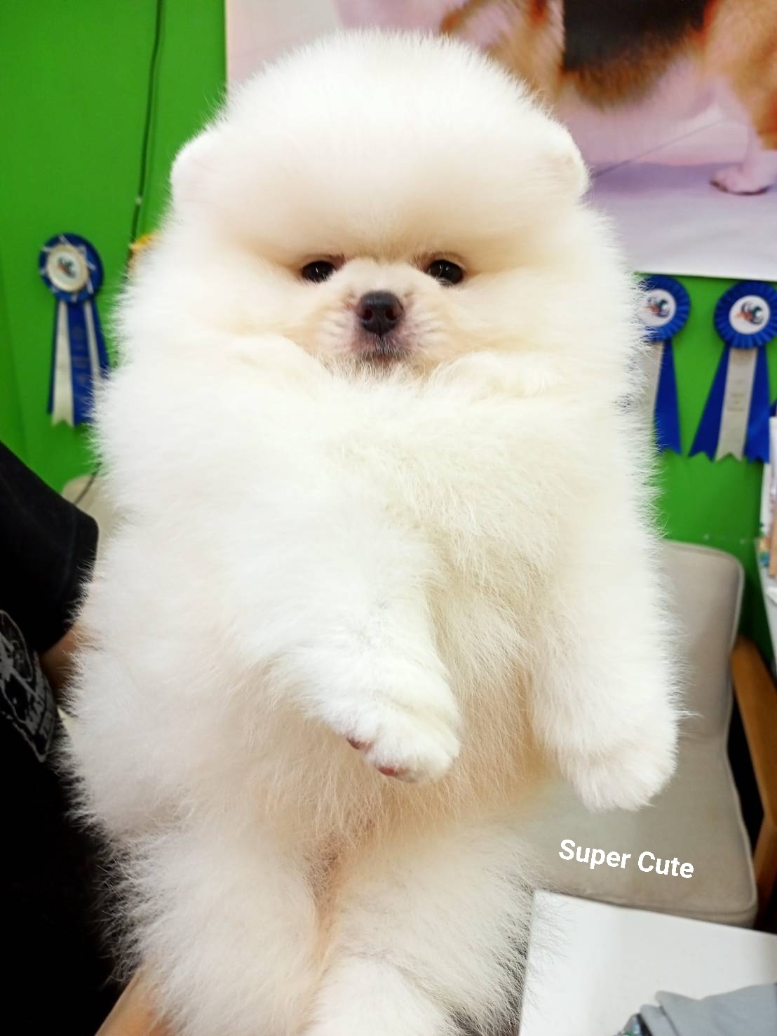 超可愛名犬社／超可愛的白博美