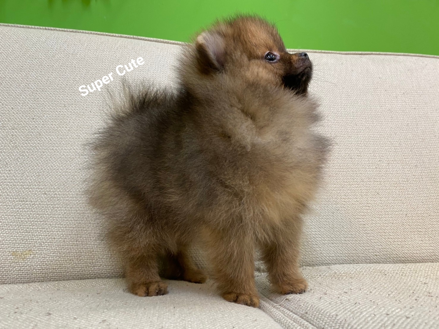 超可愛名犬社／超可愛的紅博美