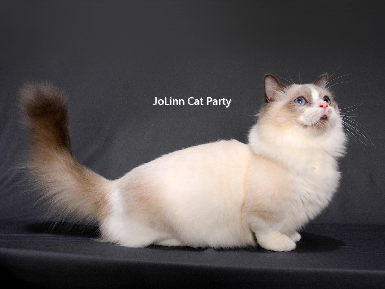 貓咪派對／短腿布偶貓 曼赤肯