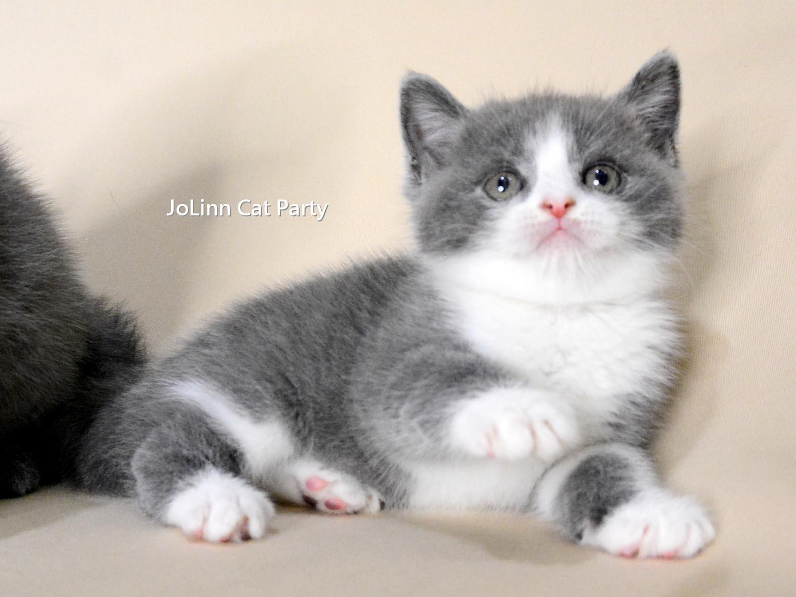 貓咪派對／藍白賓士英短 藍英短