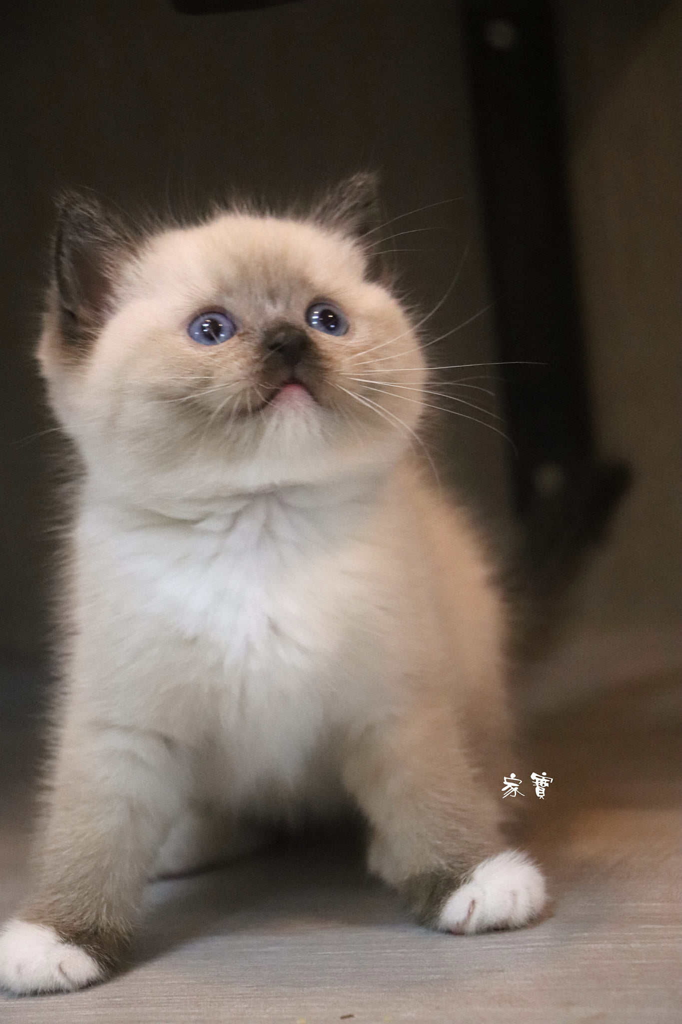 家寶寵物／海豹端子手套英短 男生