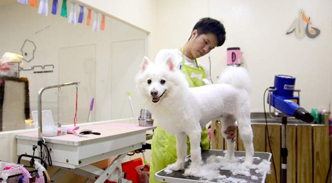 【小白知識】夏日剃毛小知識／小苗老師