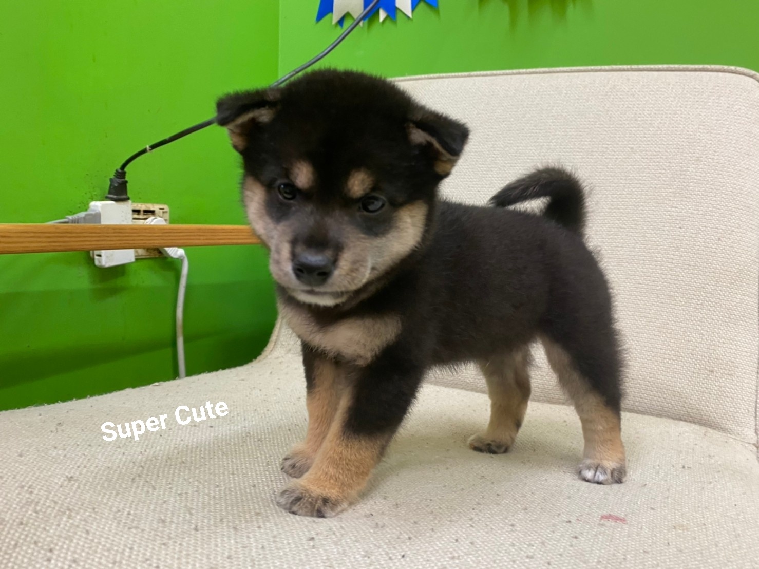 超可愛名犬社／超可愛的黑四目柴犬