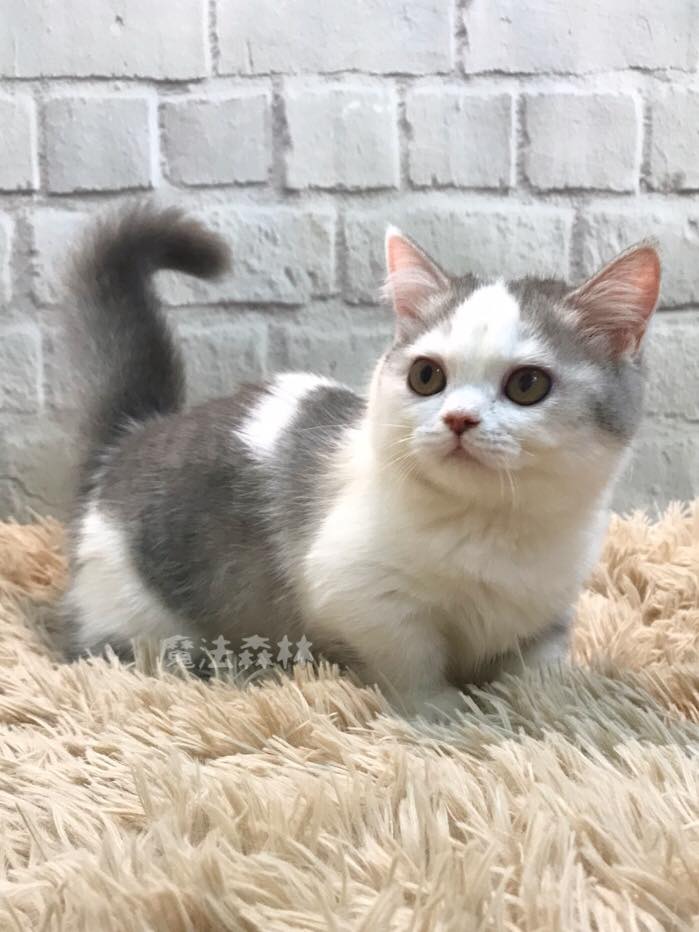 魔法森林／藍白娃娃 短腿曼次肯