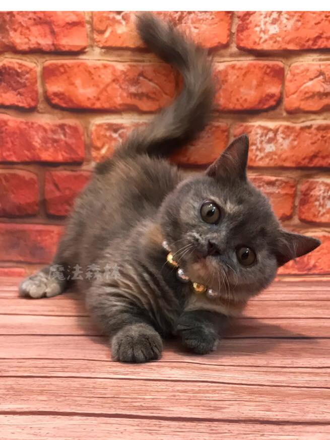 魔法森林／短腿曼次肯藍玳瑁色小公主