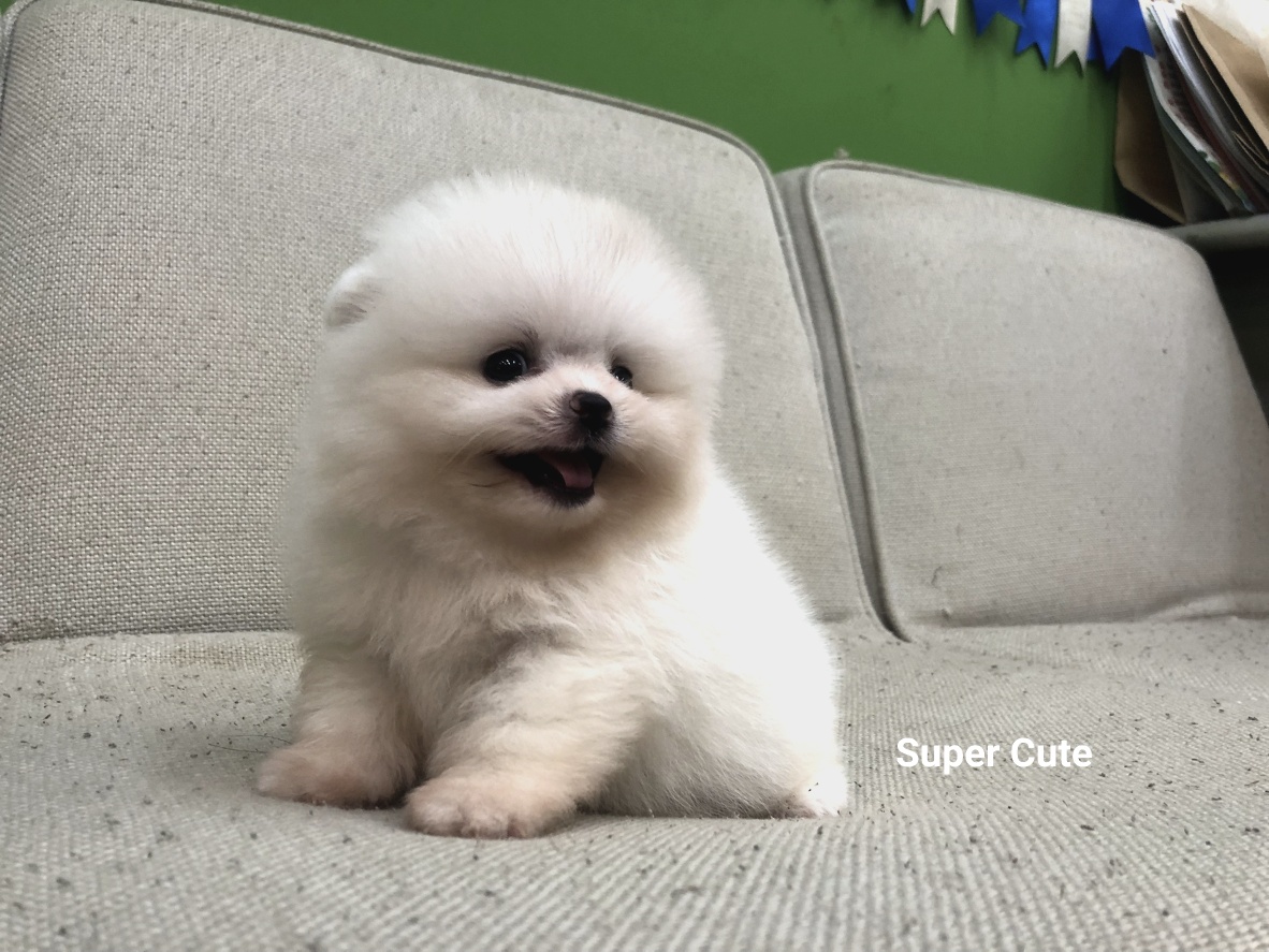 超可愛名犬社／超可愛的白博美