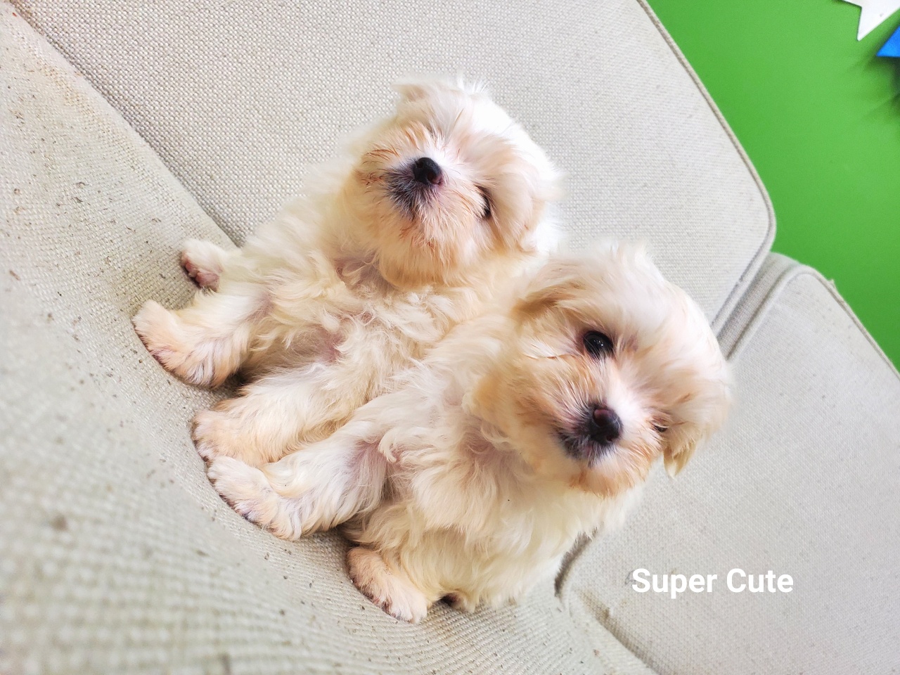 超可愛名犬社／超可愛的瑪爾濟斯