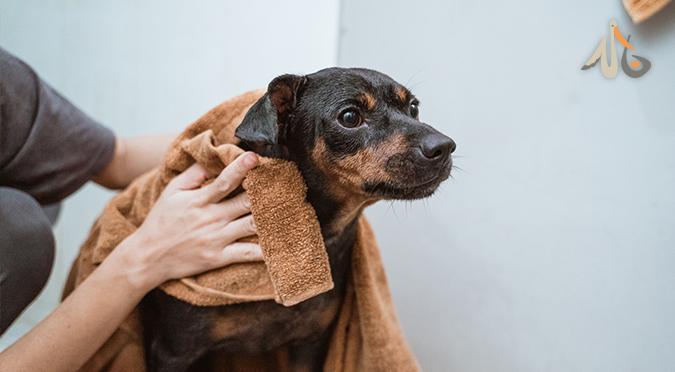 【小白試用】寵物皮膚的守護者