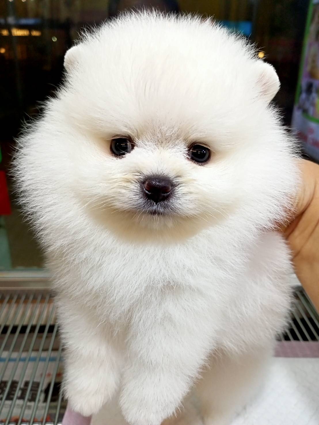 超可愛名犬社／超可愛的白博美