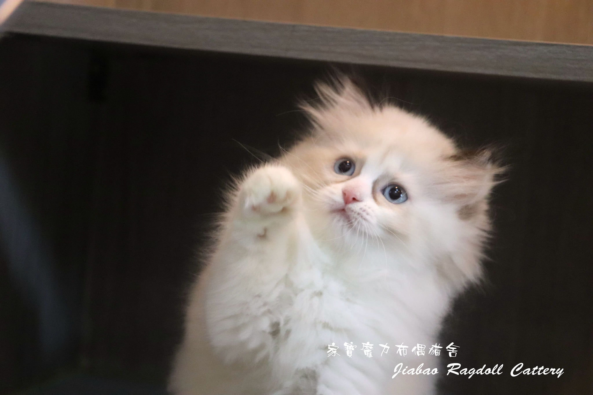 家寶寵物／玳瑁雙布偶 女生