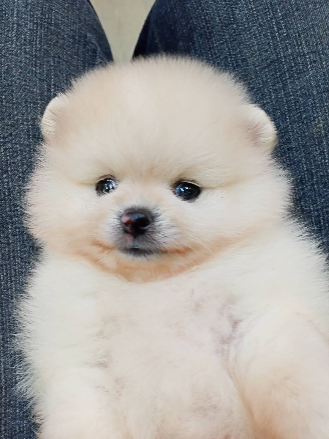 超可愛名犬社／超可愛的奶油白博美