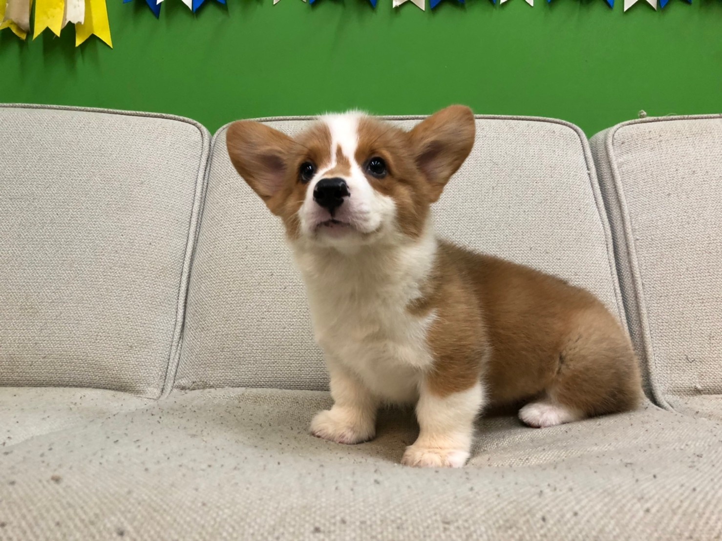 超可愛名犬社／超可愛的雙色柯基