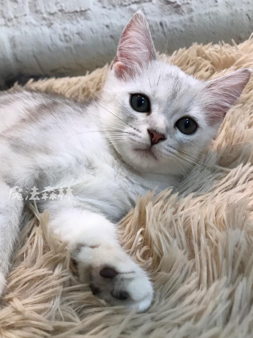 魔法森林／英國短毛貓 銀白螺紋妹妹