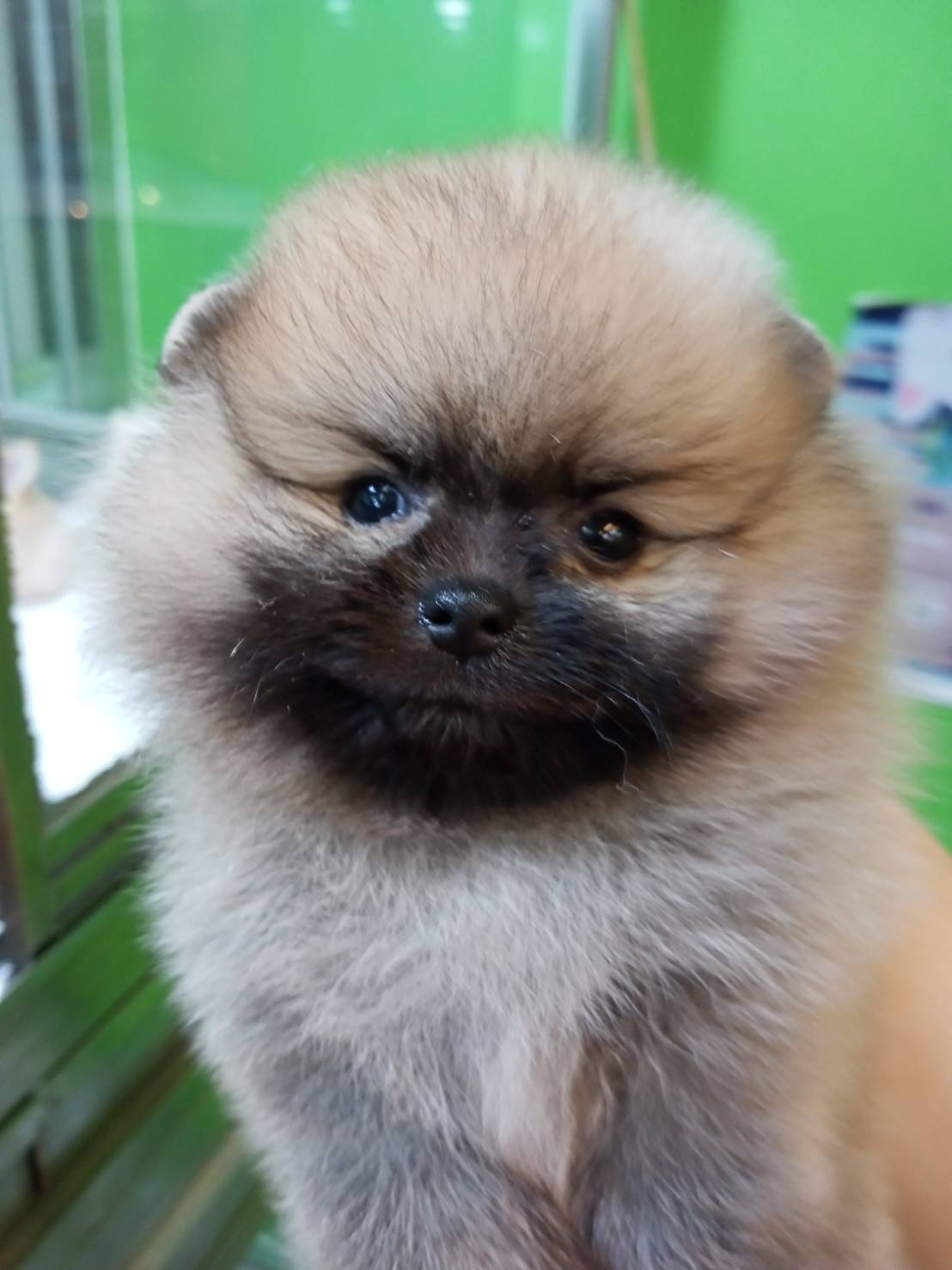 超可愛名犬社／超可愛的奶油博美