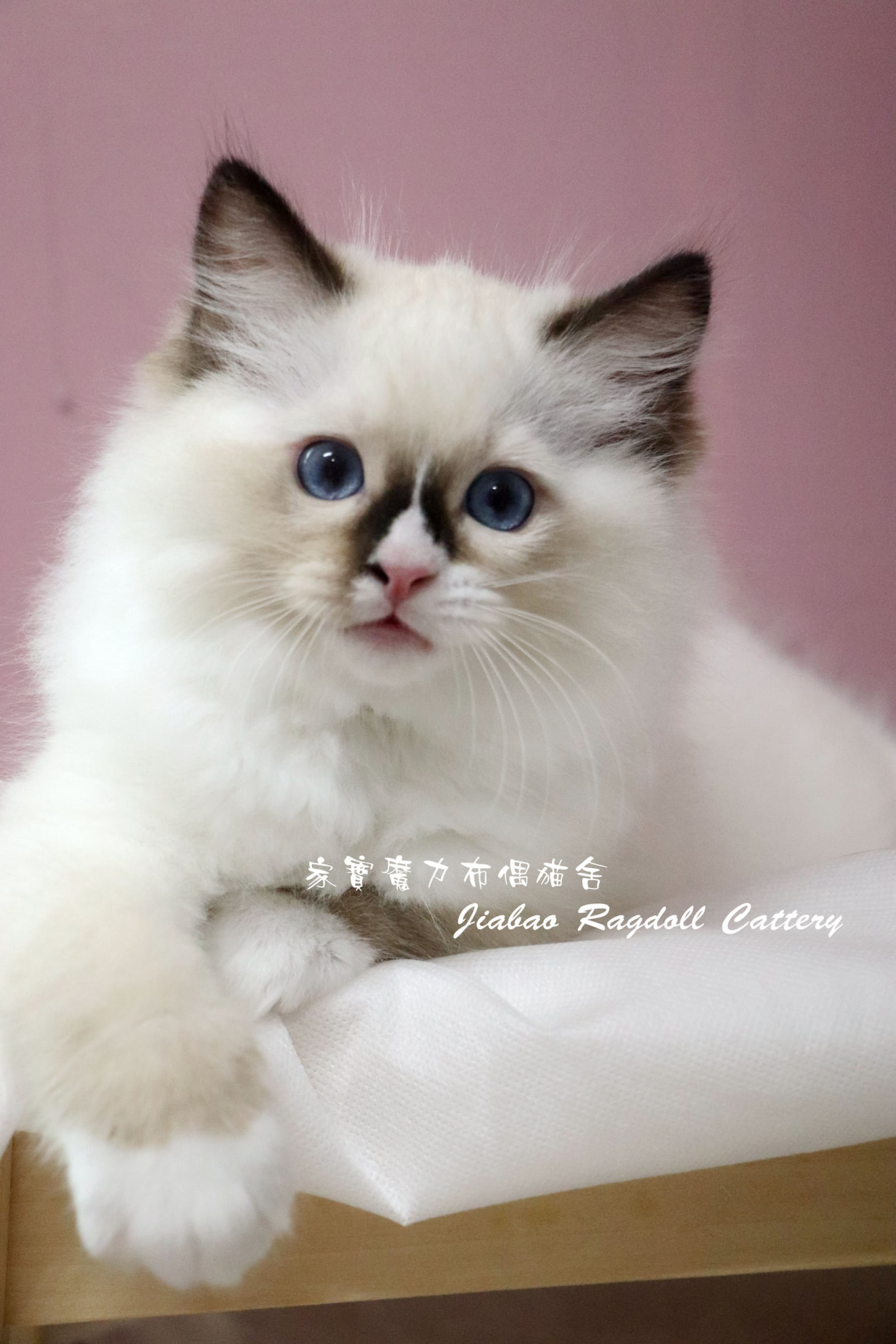 家寶寵物／海豹雙布偶 男生