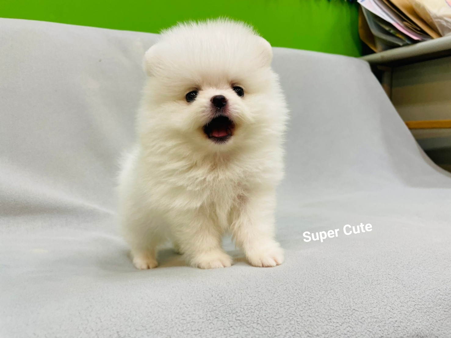 超可愛名犬社／超可愛的白博美