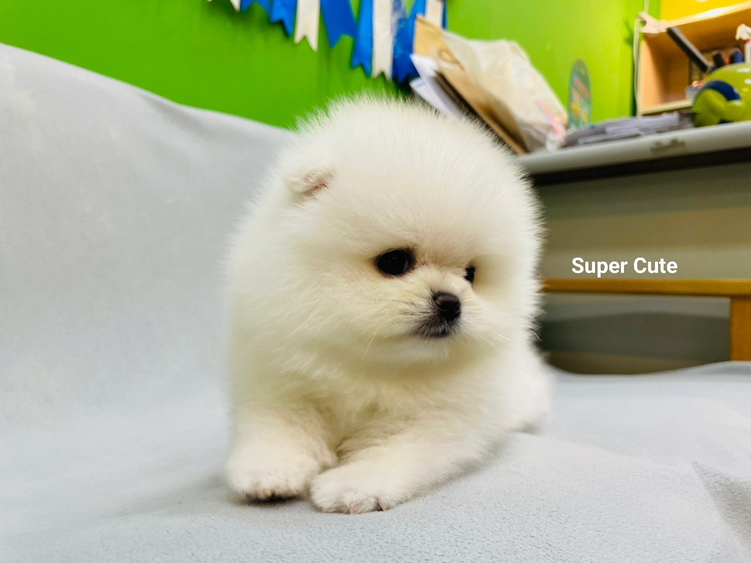 超可愛名犬社／超可愛的白博美