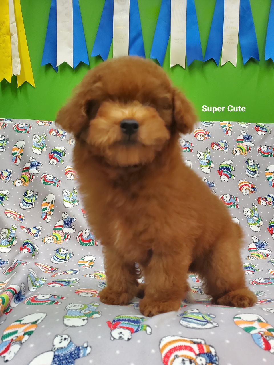 超可愛名犬社／超可愛的紅貴賓