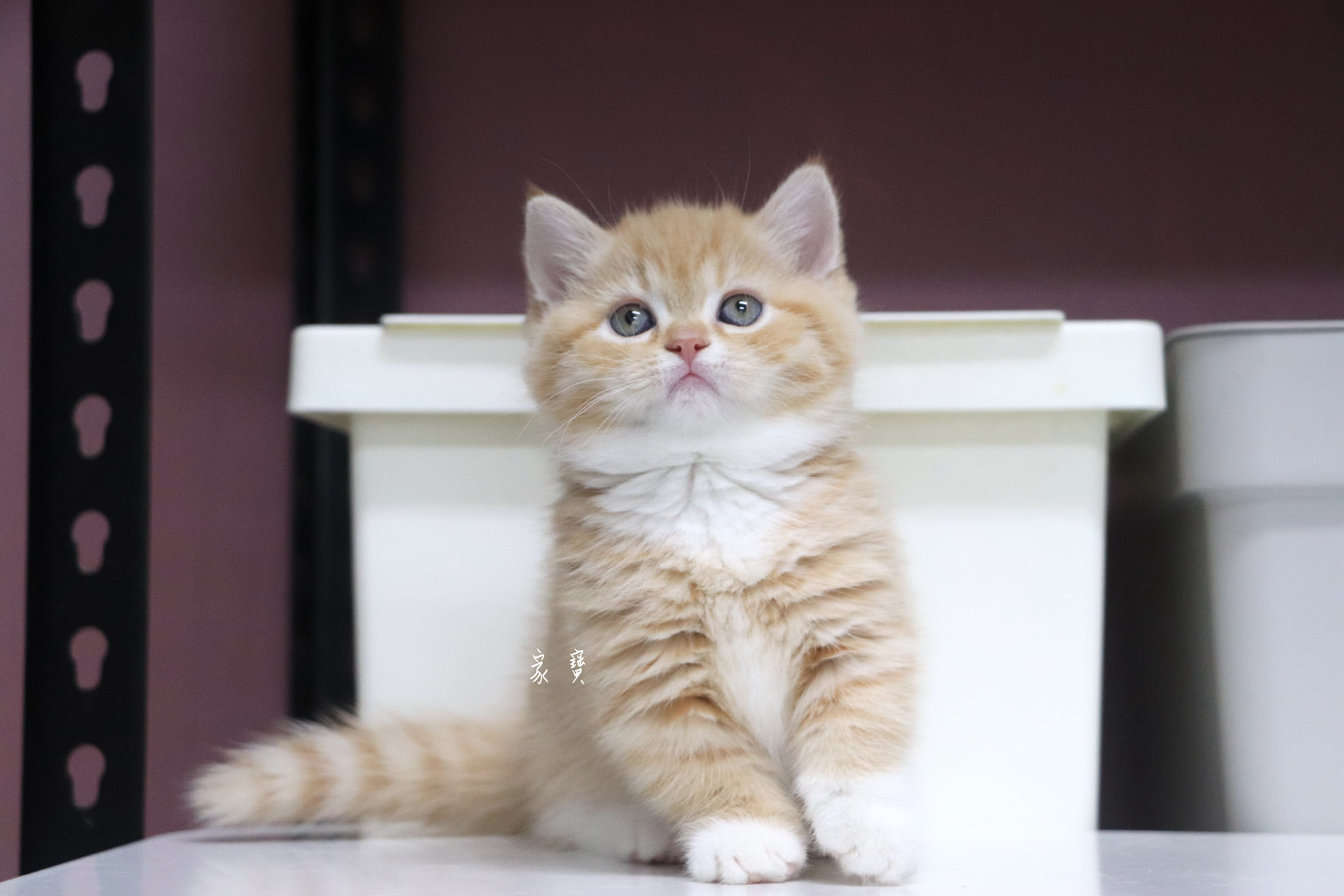 家寶寵物／橘帶白襪曼赤肯女孩