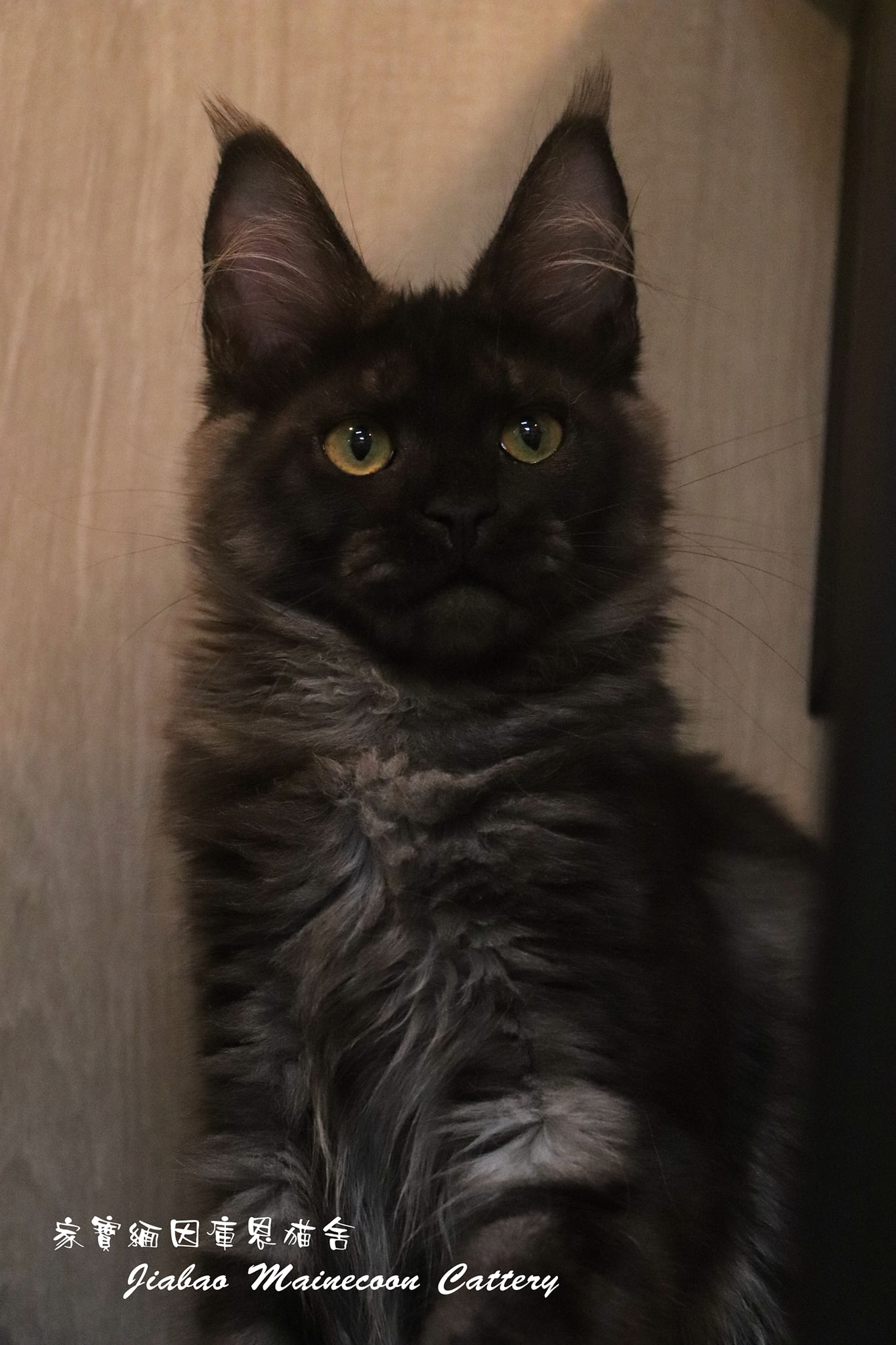 家寶寵物／黑煙燻緬因女生