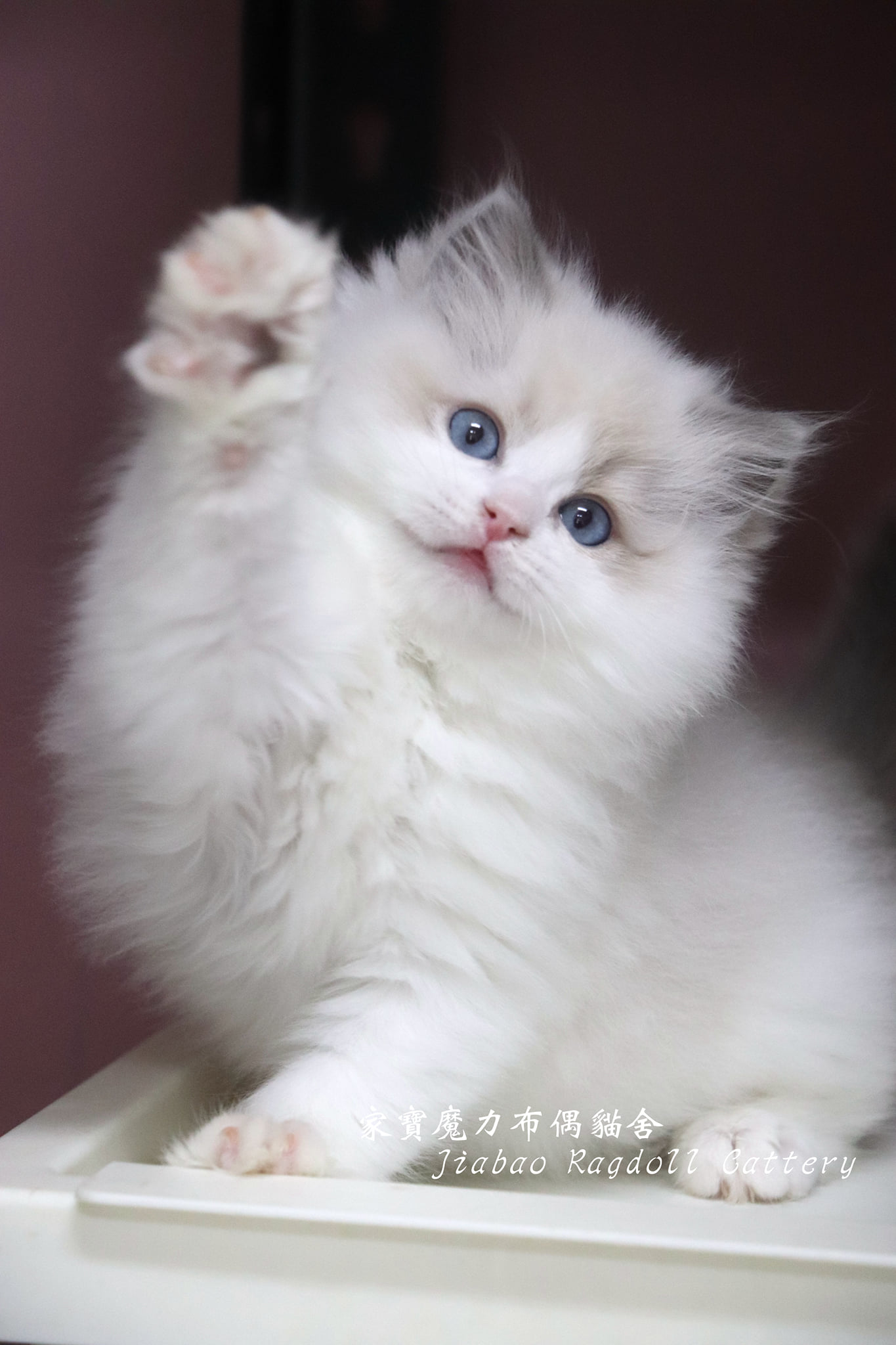 家寶寵物／藍雙色布偶貓女生